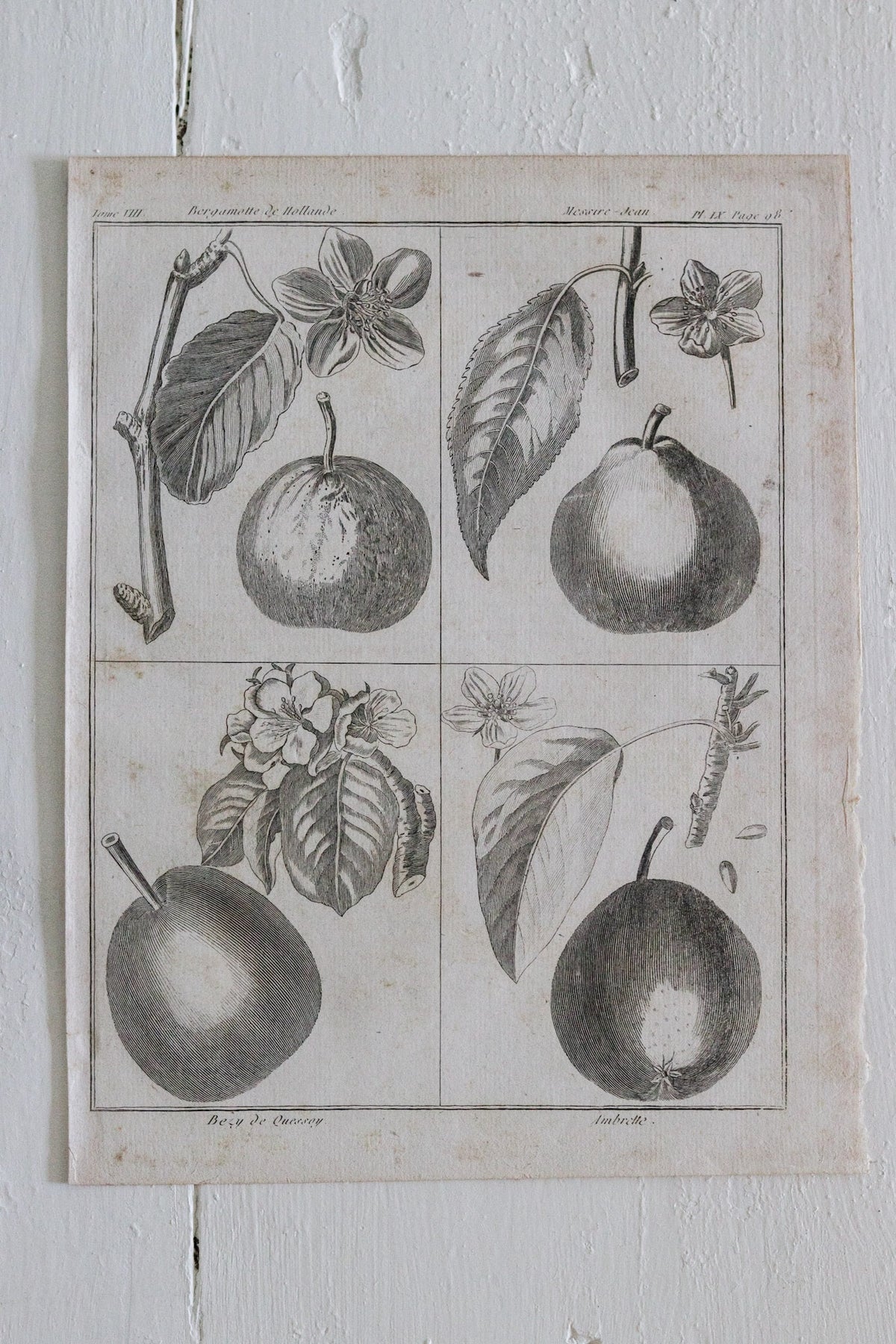 Antique French Pear Print c.1918