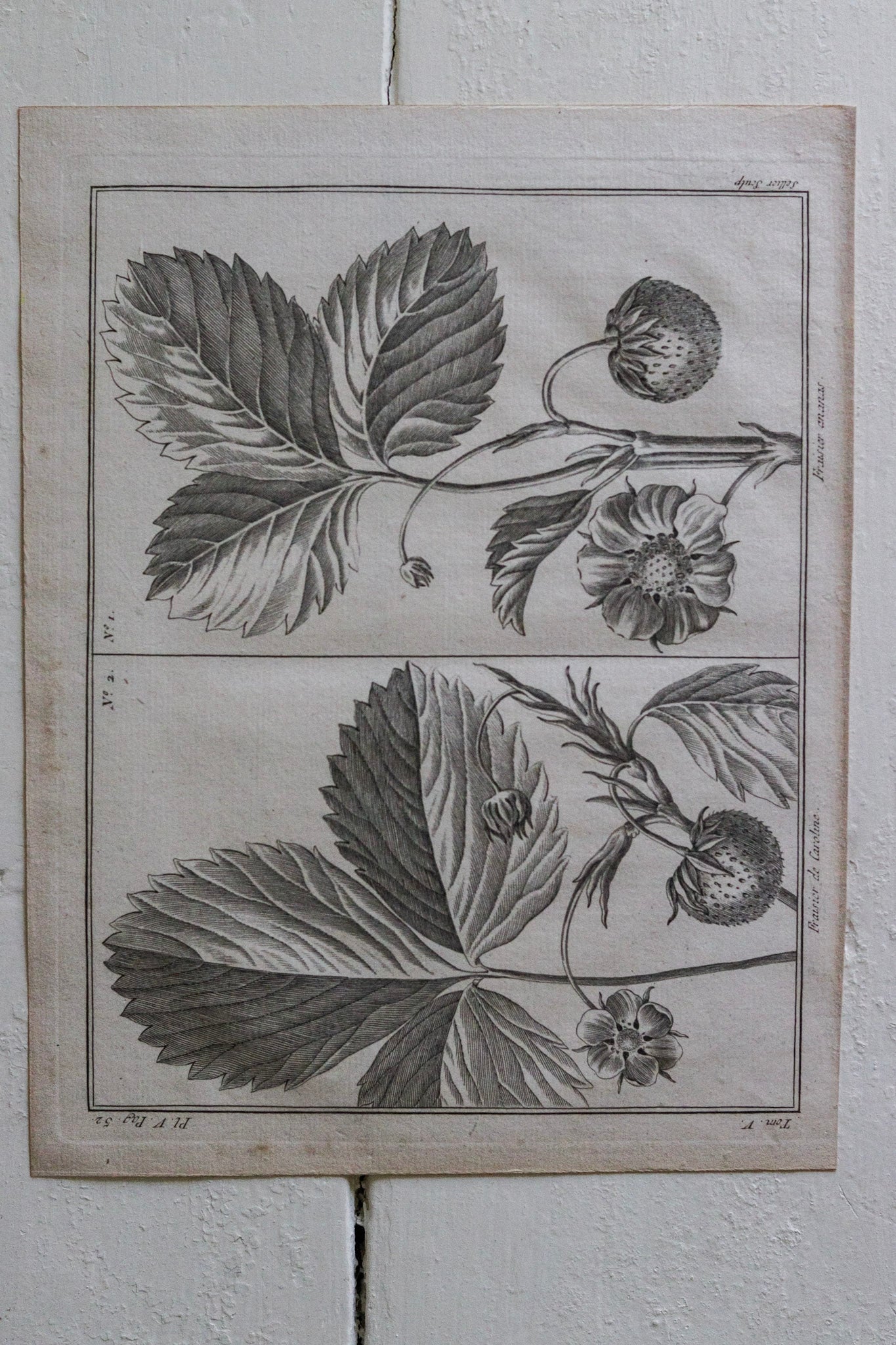 Antique French Strawberry Print No.2