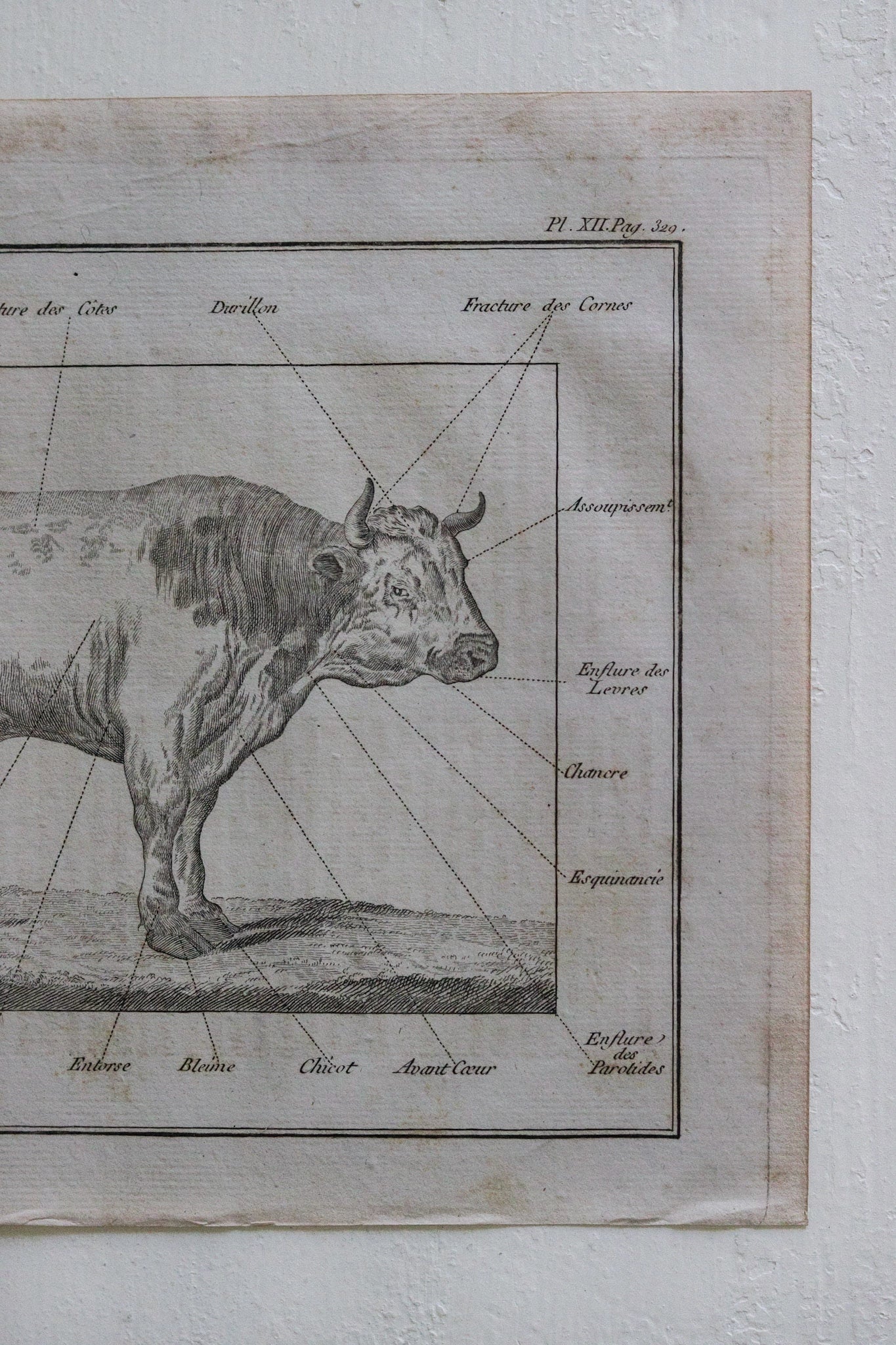 Antique French Cow Print