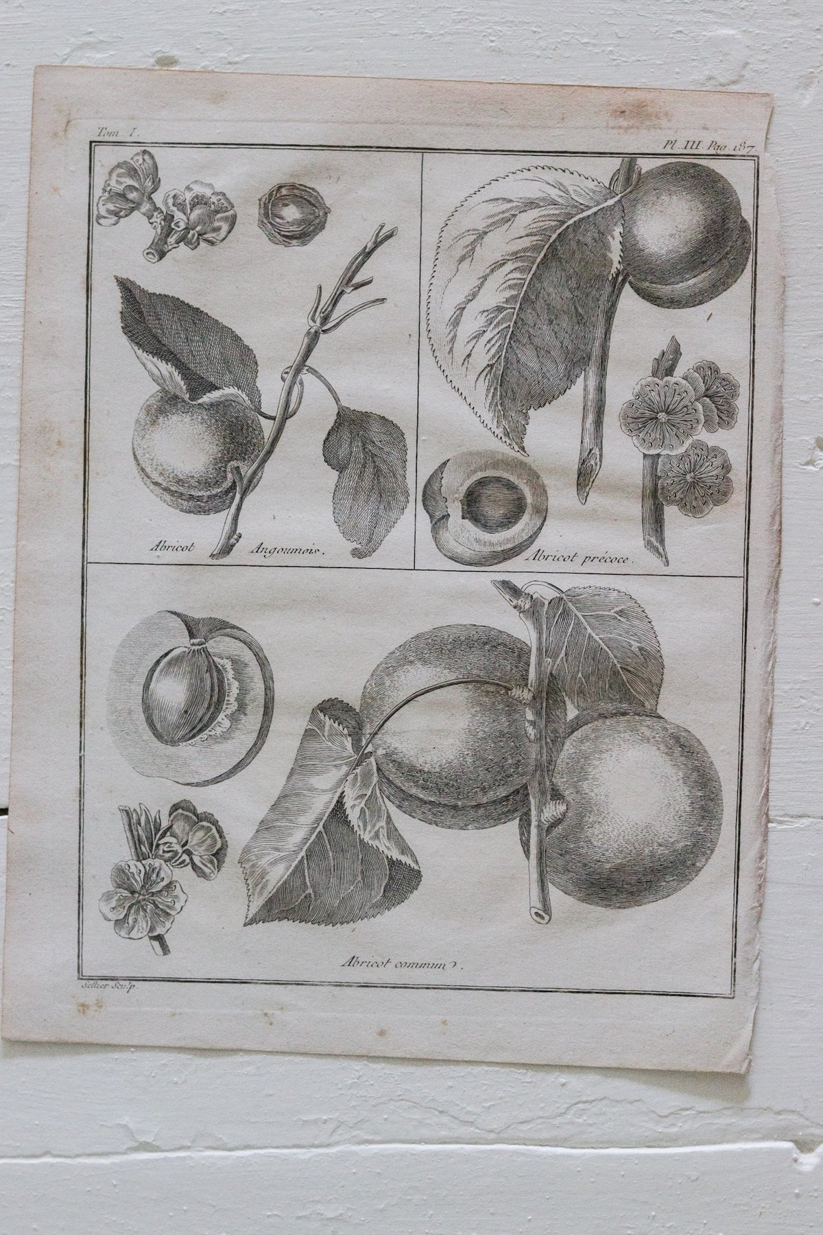 Antique French Apricot Print c.1918