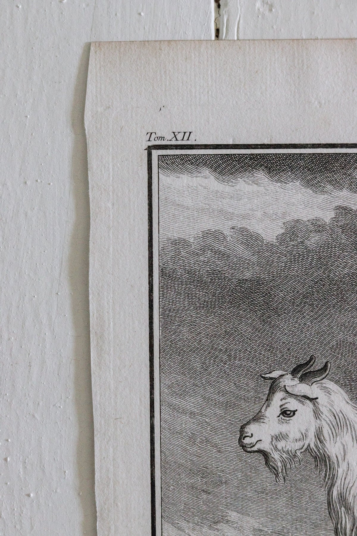 Antique Goat Engraving c.1775