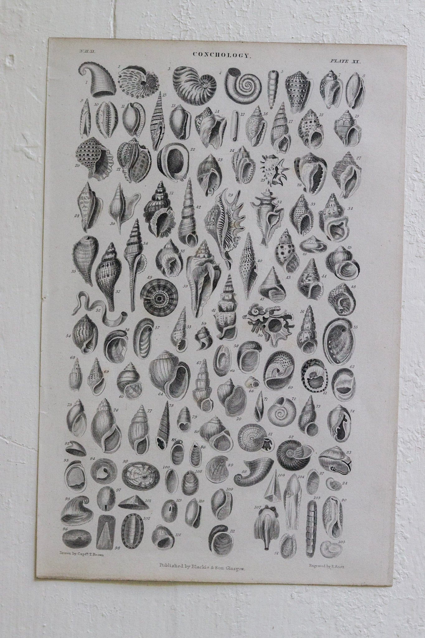 Antique Shell Print