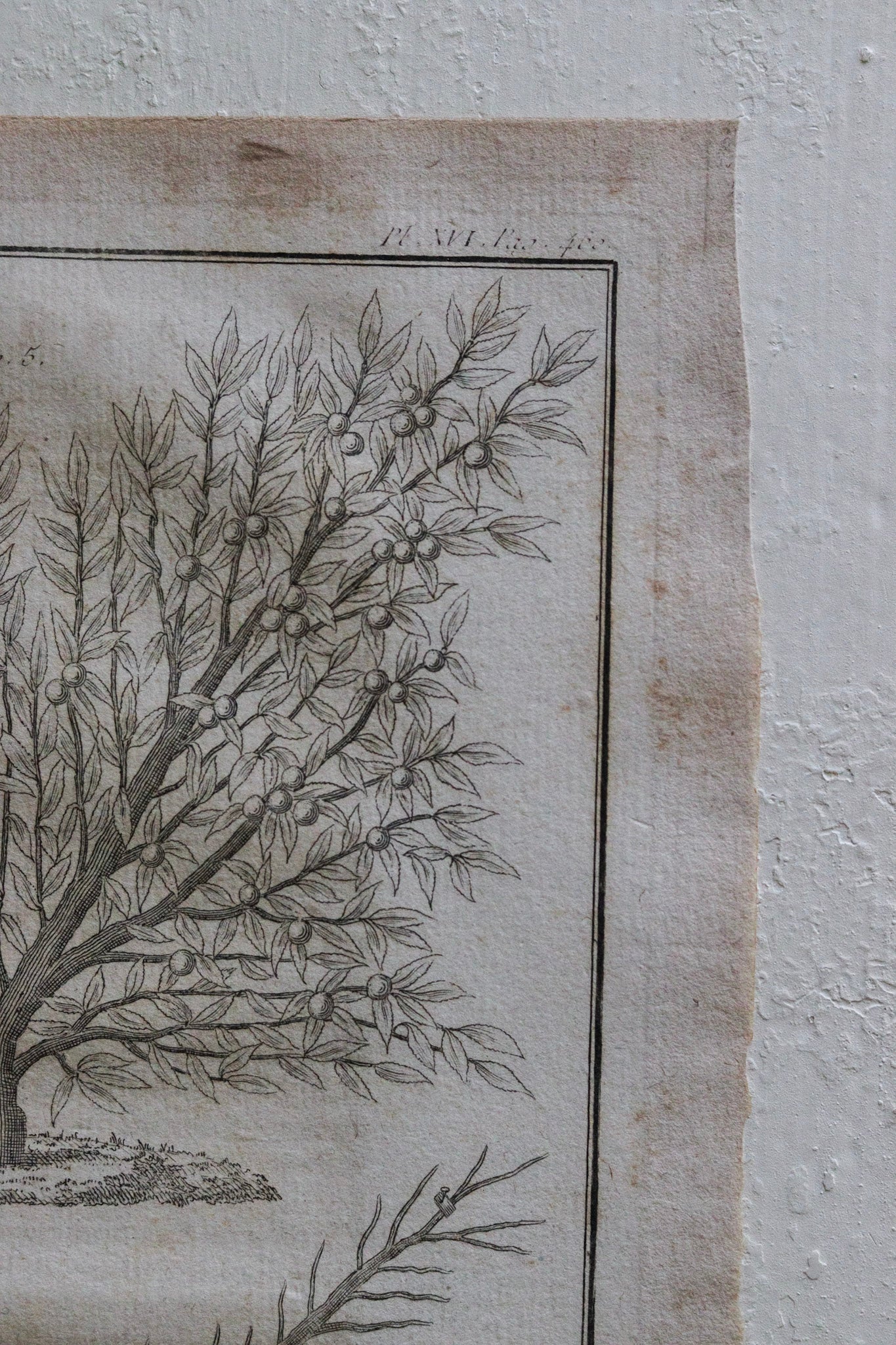 Antique French Horticulture Print No.2