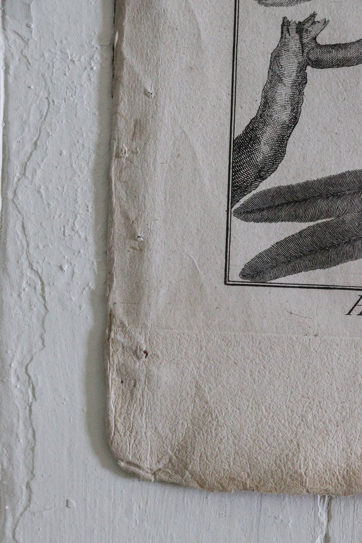 Antique Bird Engraving c.1790