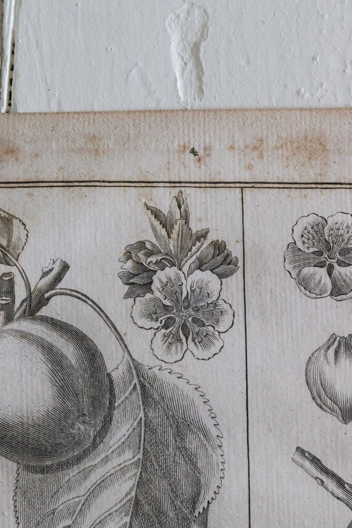Antique French Peach Print c.1918