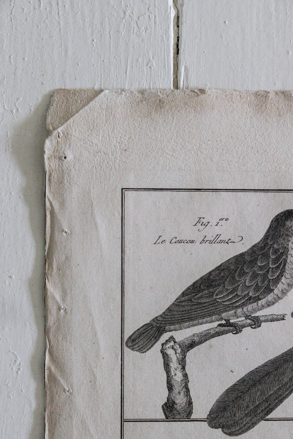 Antique Bird Engraving c.1790