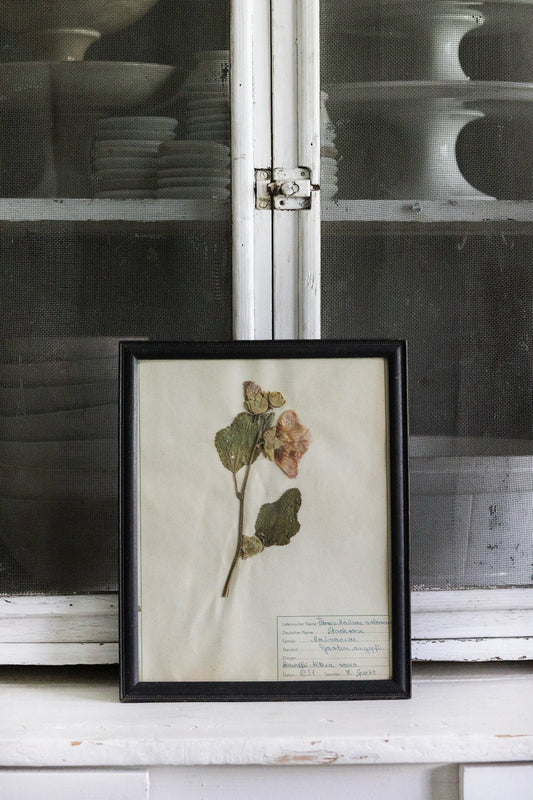 Vintage Framed Herbarium - Dated 1951