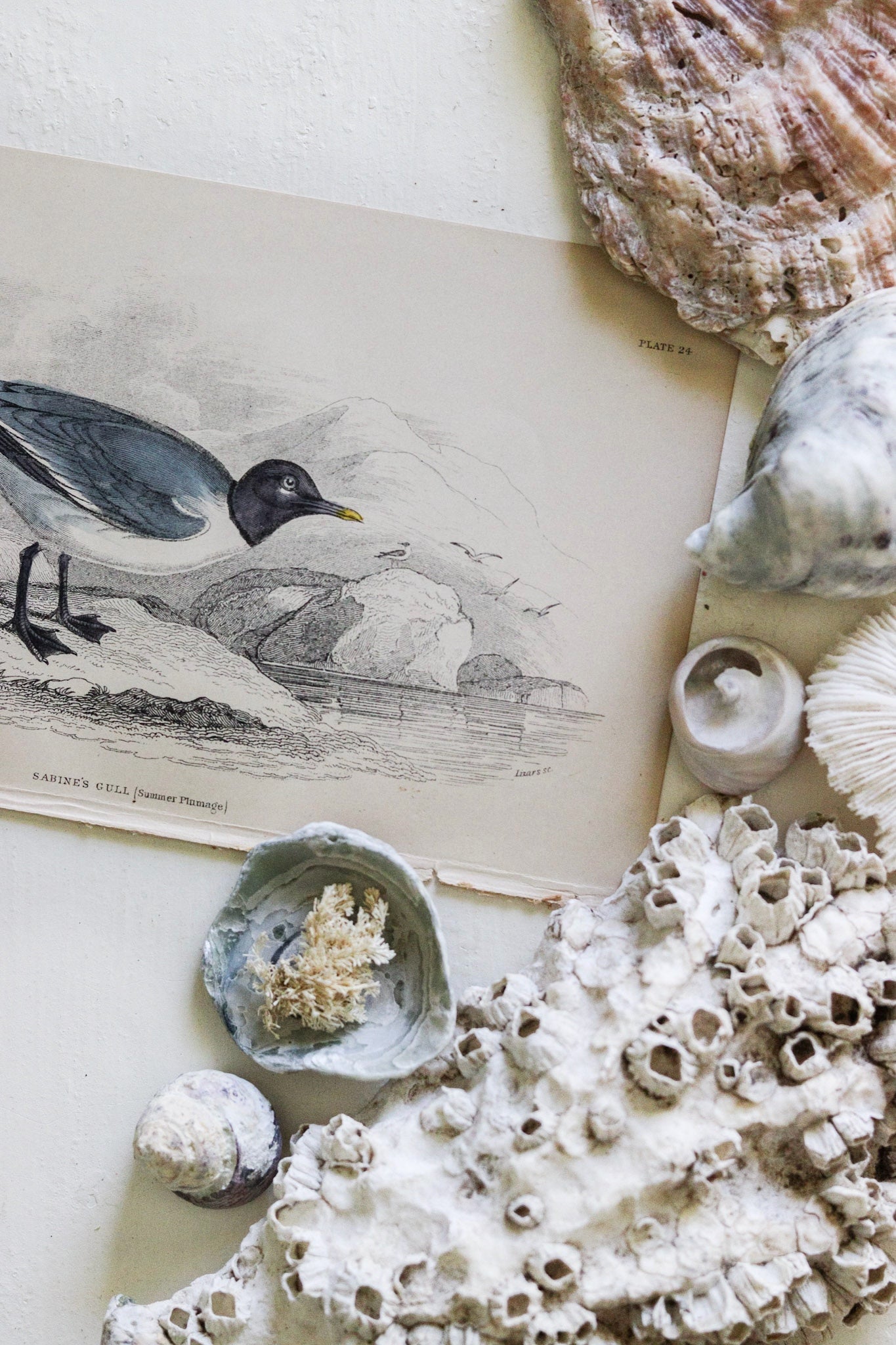 Antique Bird Print - Sabine's Gull