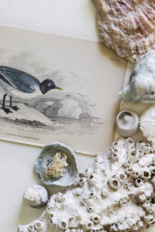 Antique Bird Print - Sabine's Gull