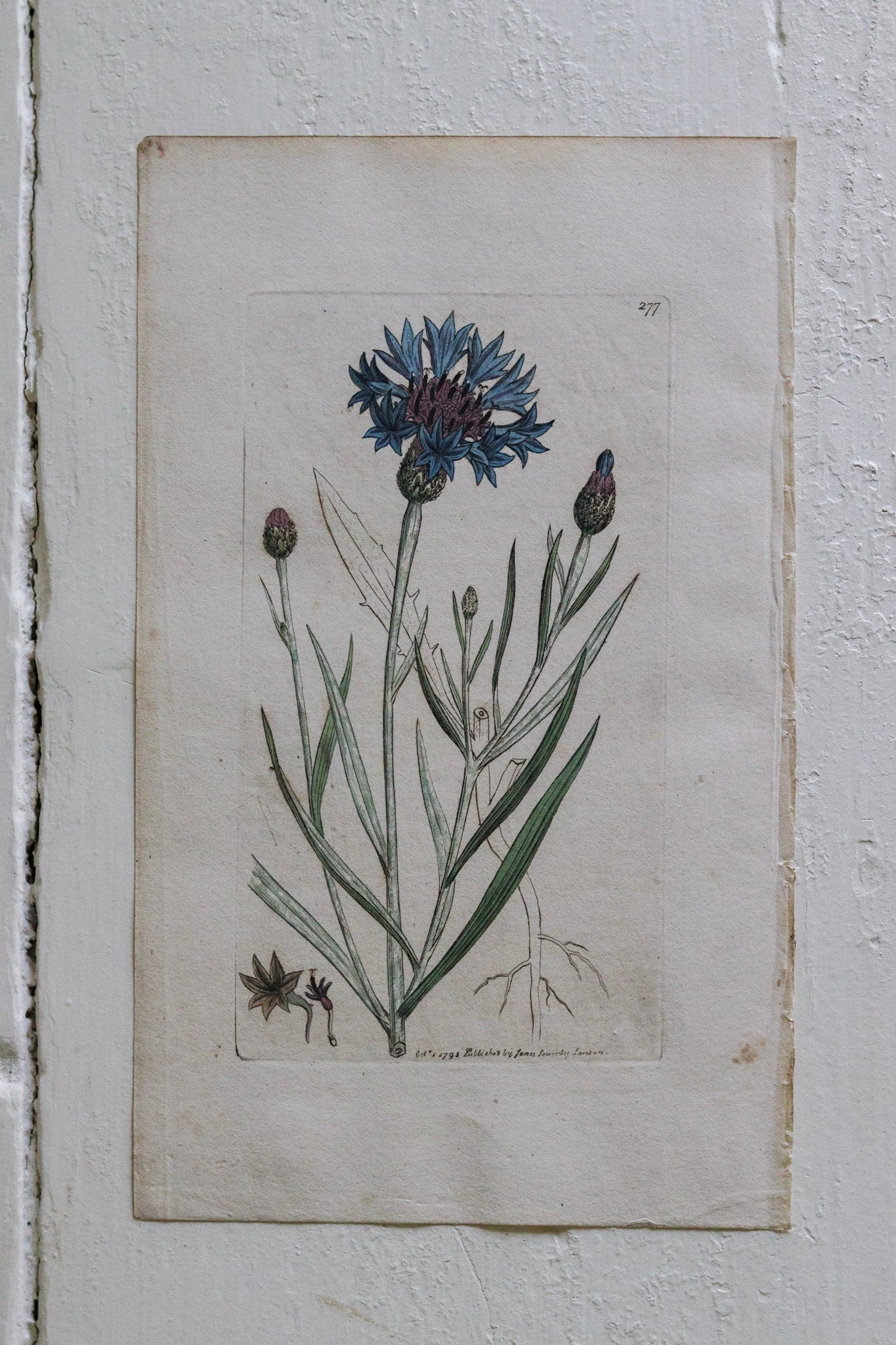 Antique Floral Print