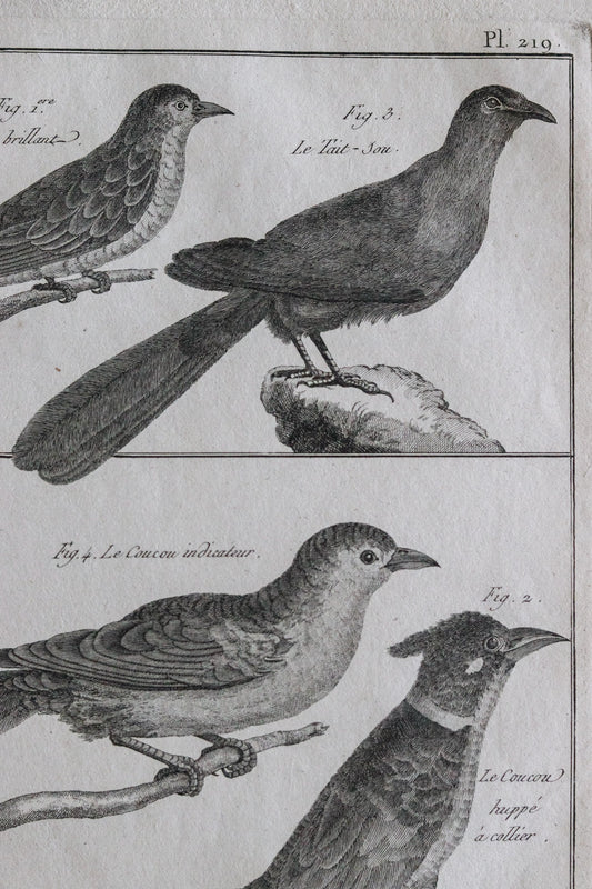 Antique Bird Engraving c.1790