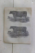 Load image into Gallery viewer, Antique Livestock Print

