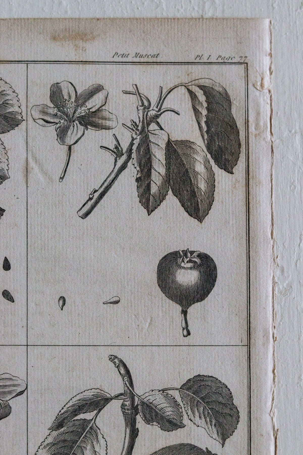 Antique French Pear Print c.1918