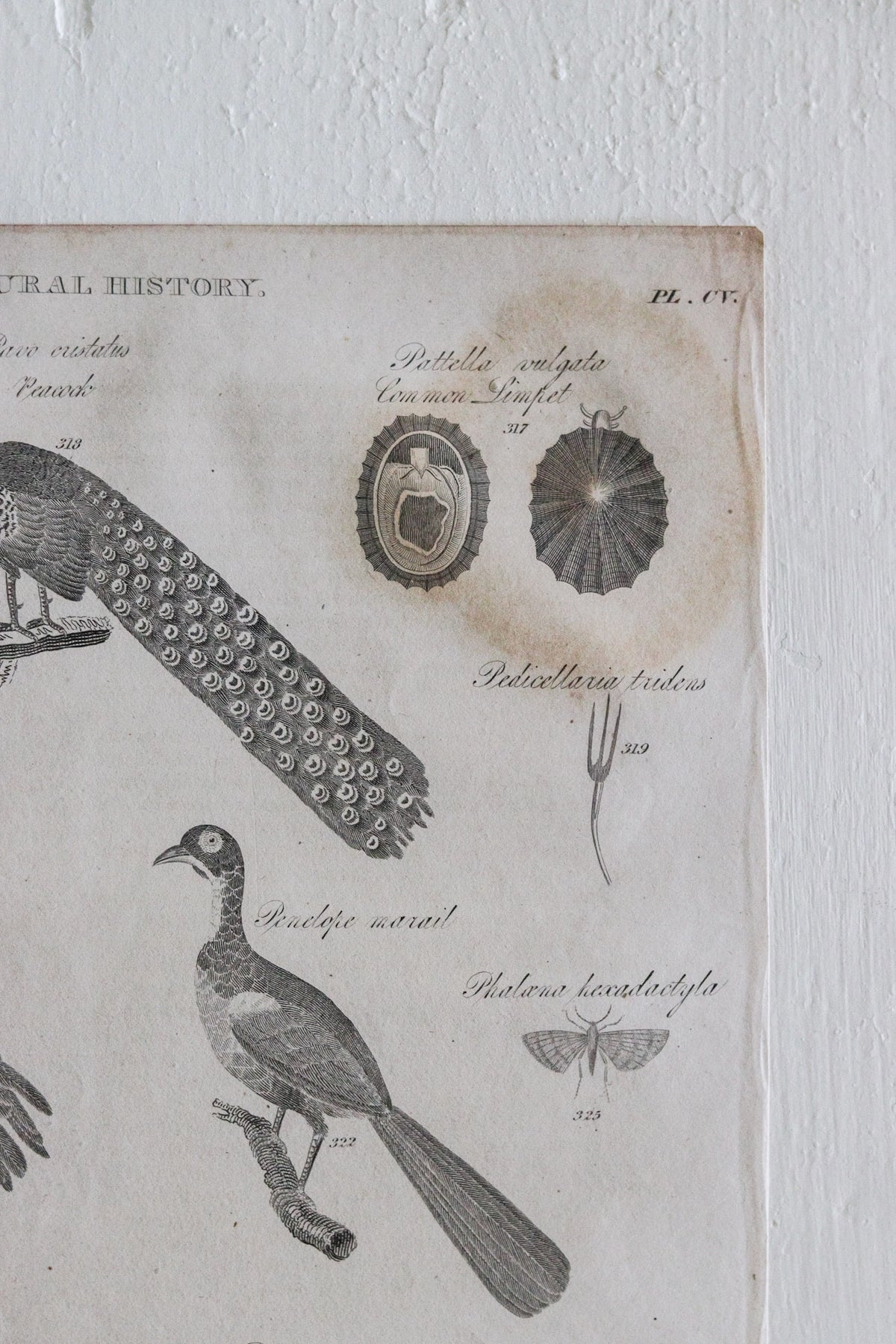 Antique Natural History Engraving c.1820