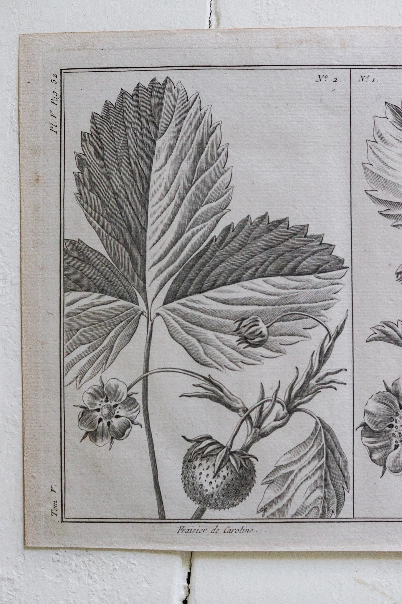 Antique French Strawberry Print No.2