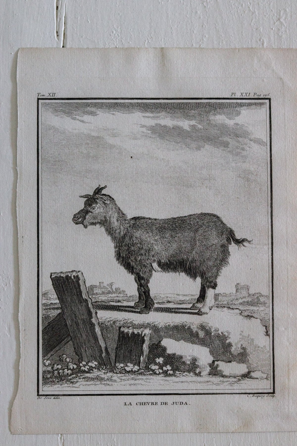 Antique Goat Engraving c.1775