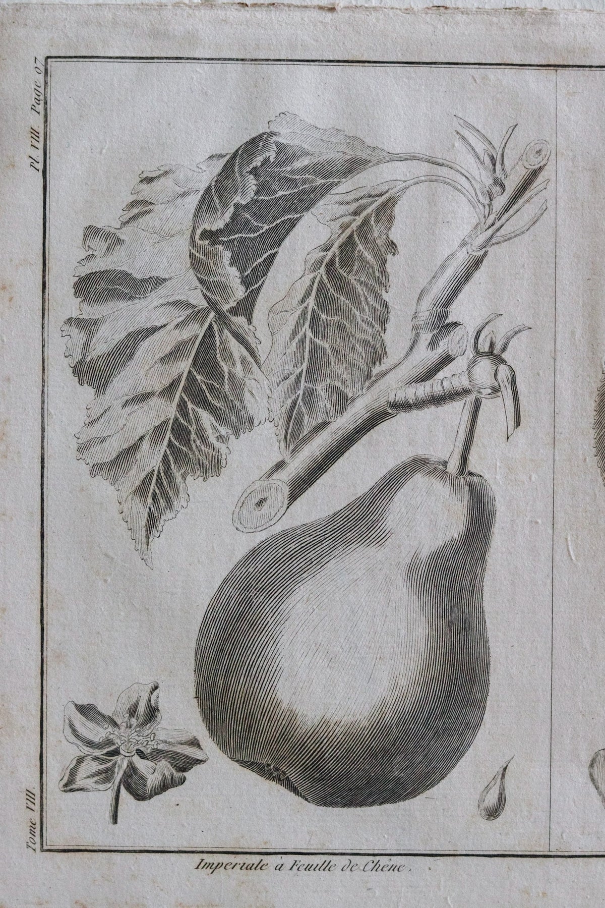 Antique French Pear Print c.1918