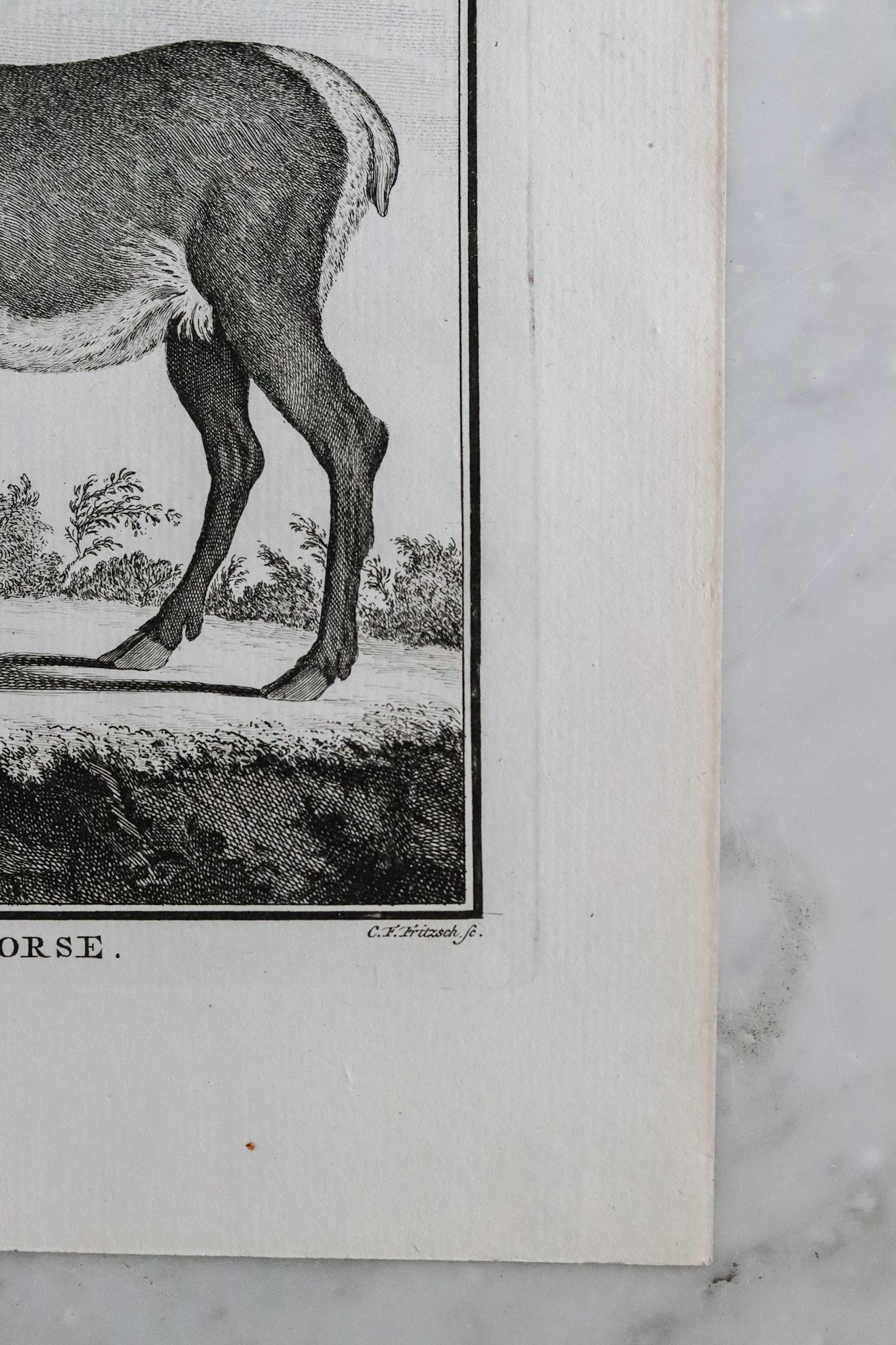 Antique French Deer Engraving