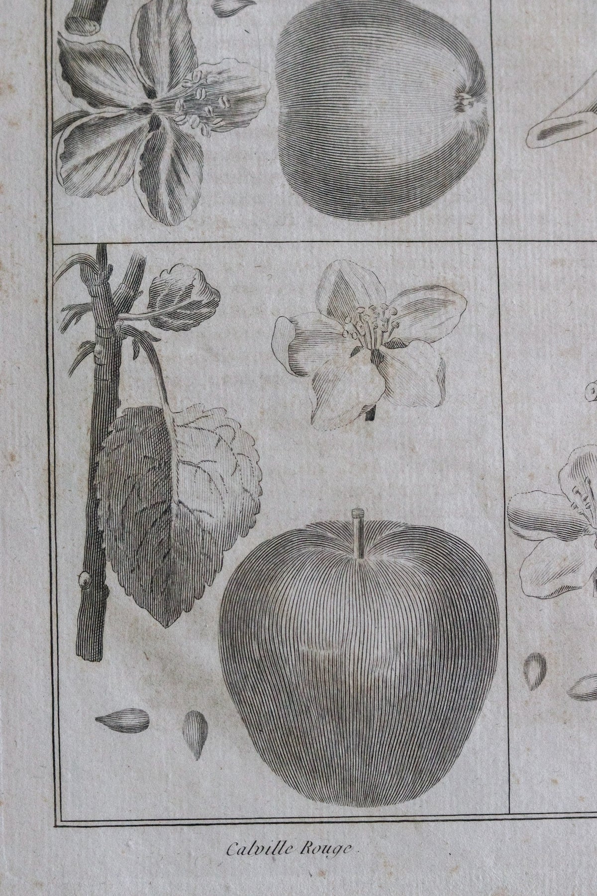 Antique French Apple Print c.1918