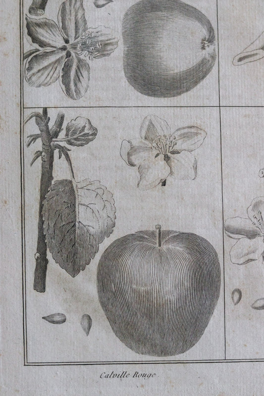 Antique French Apple Print c.1918