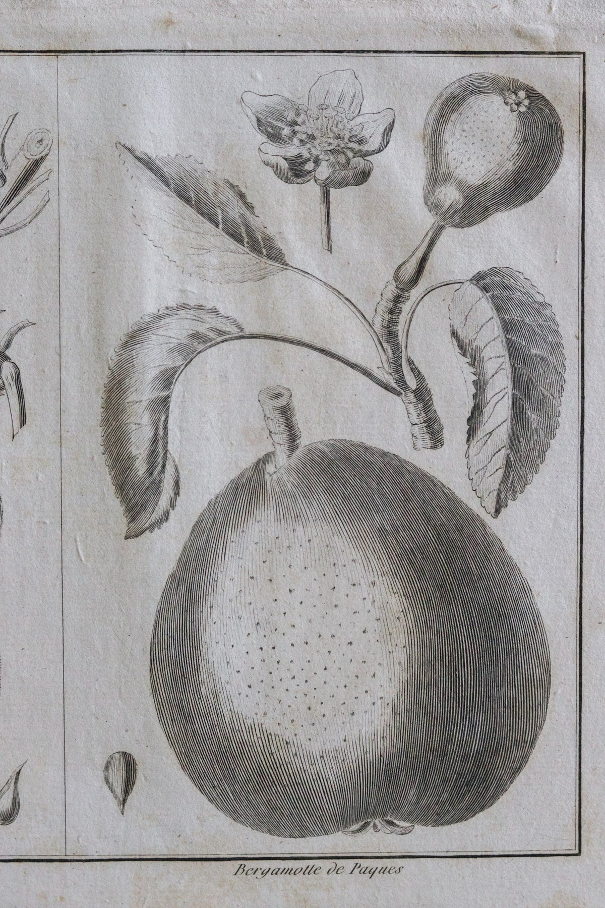 Antique French Pear Print c.1918
