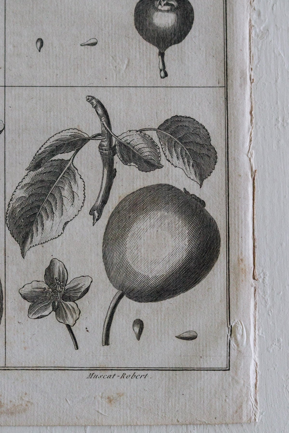 Antique French Pear Print c.1918
