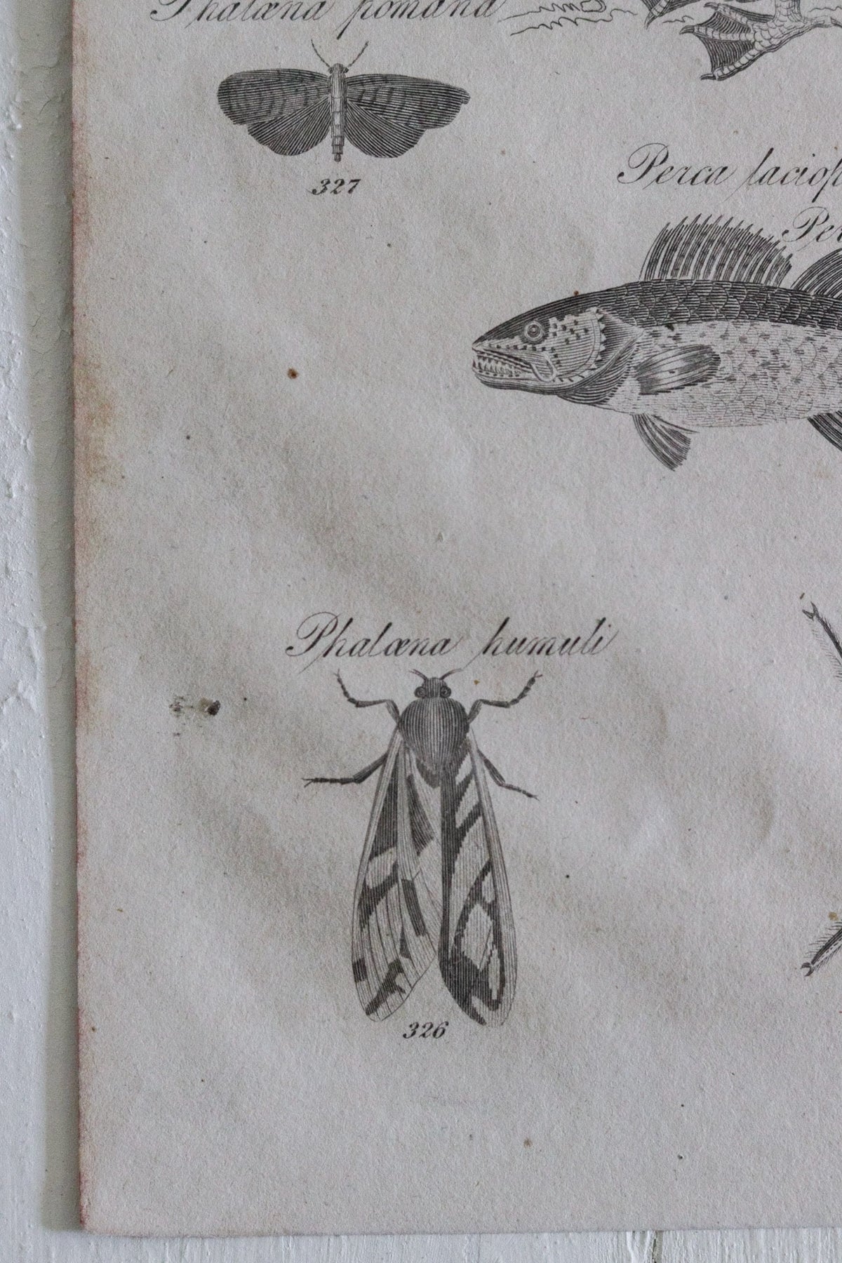 Antique Natural History Engraving c.1820