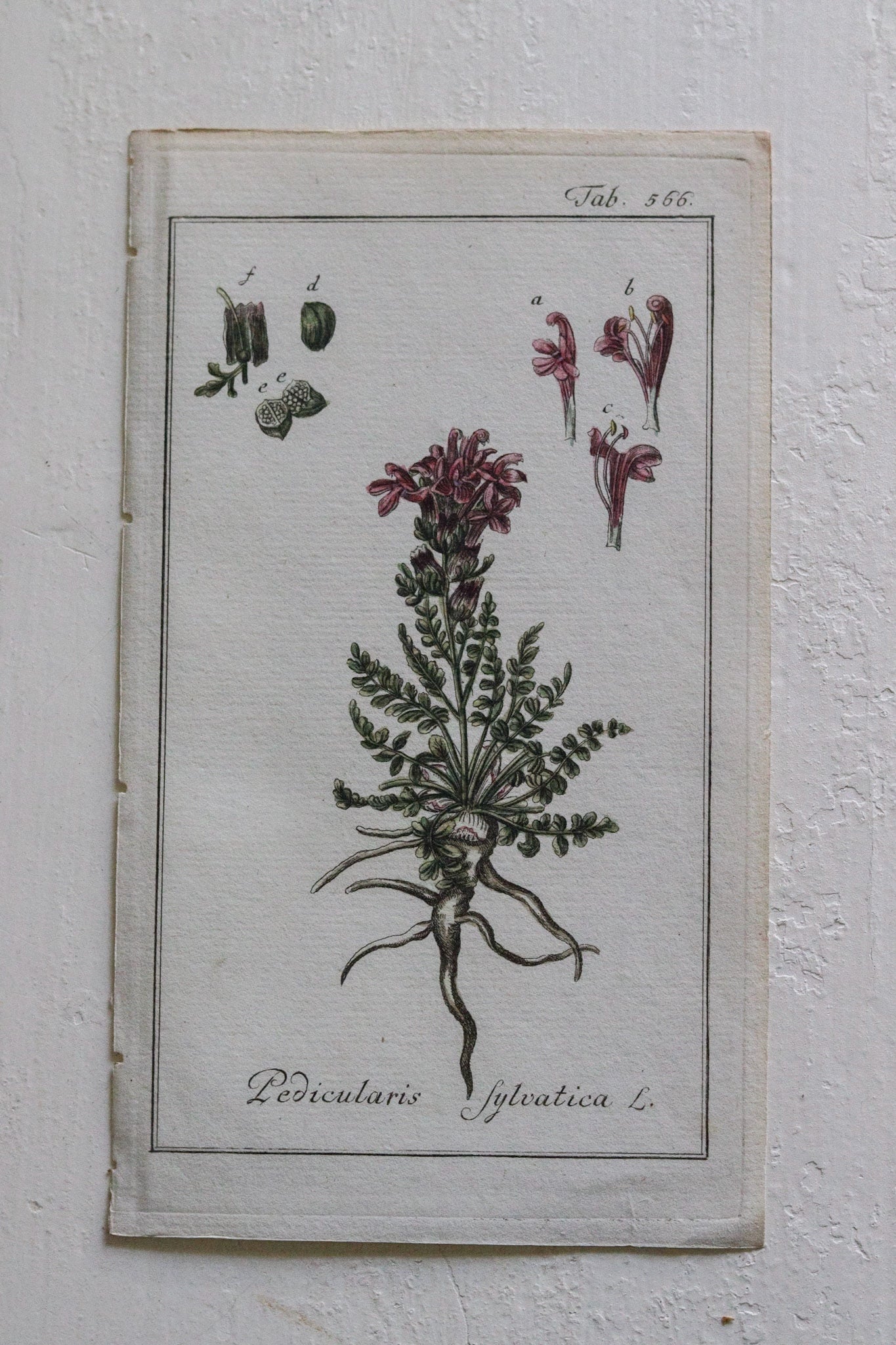 Antique Floral Print