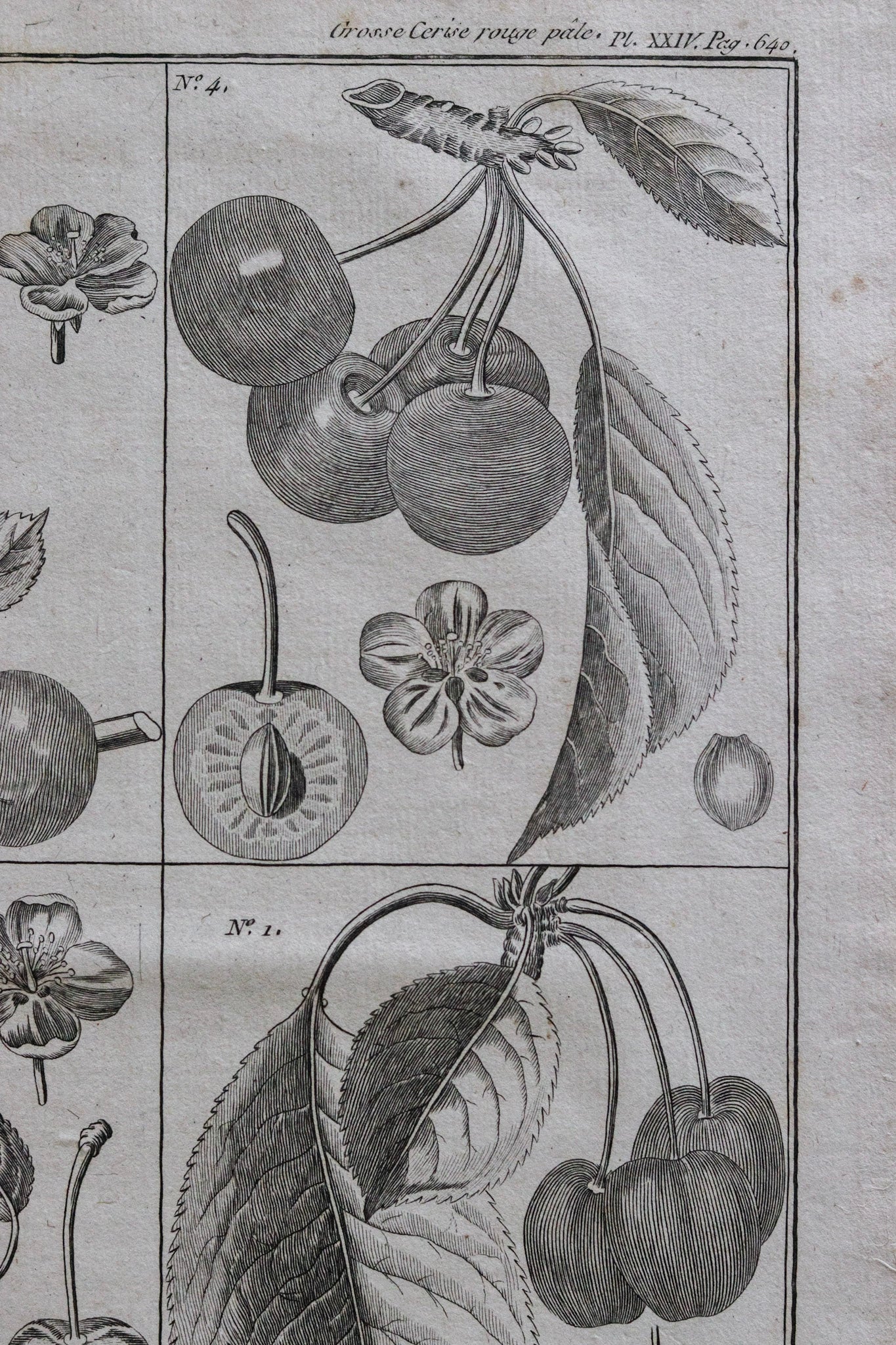 Antique French Cherry Print No.1