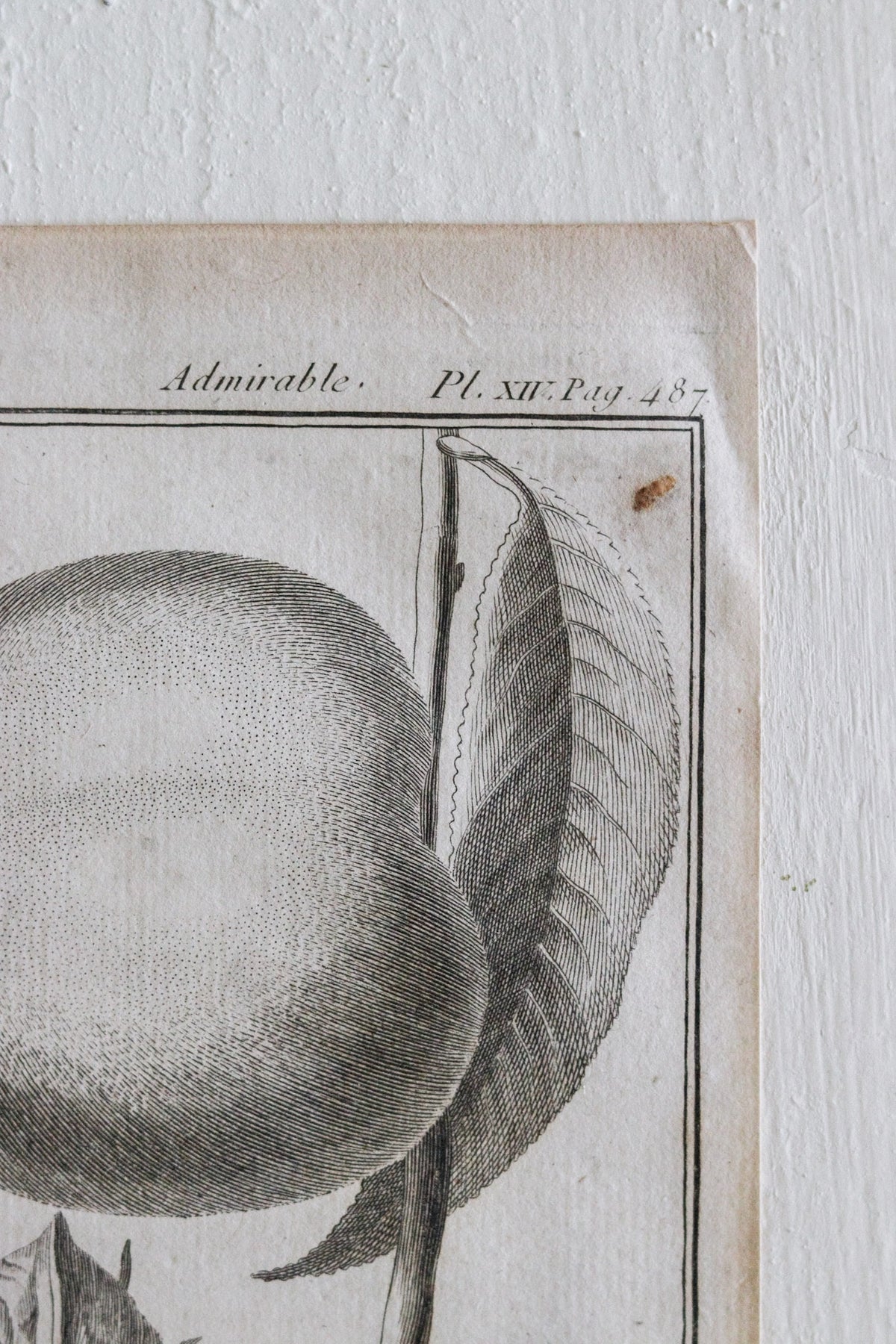 Antique French Peach Print c.1918