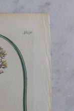 Load image into Gallery viewer, Antique Floral Print
