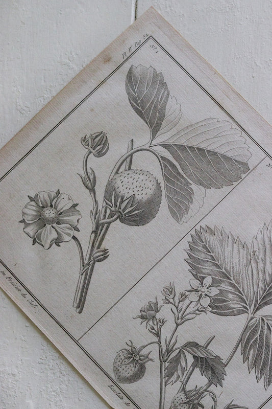 Antique French Strawberry Print No.1
