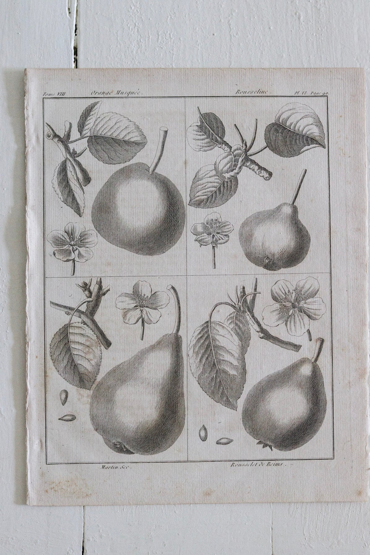 Antique French Pear Print c.1918