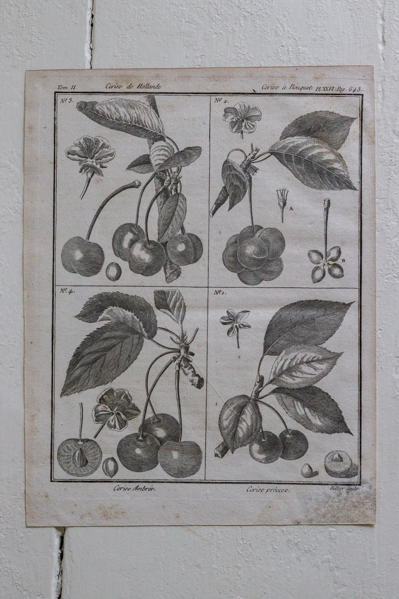 Antique French Cherry Print No.2