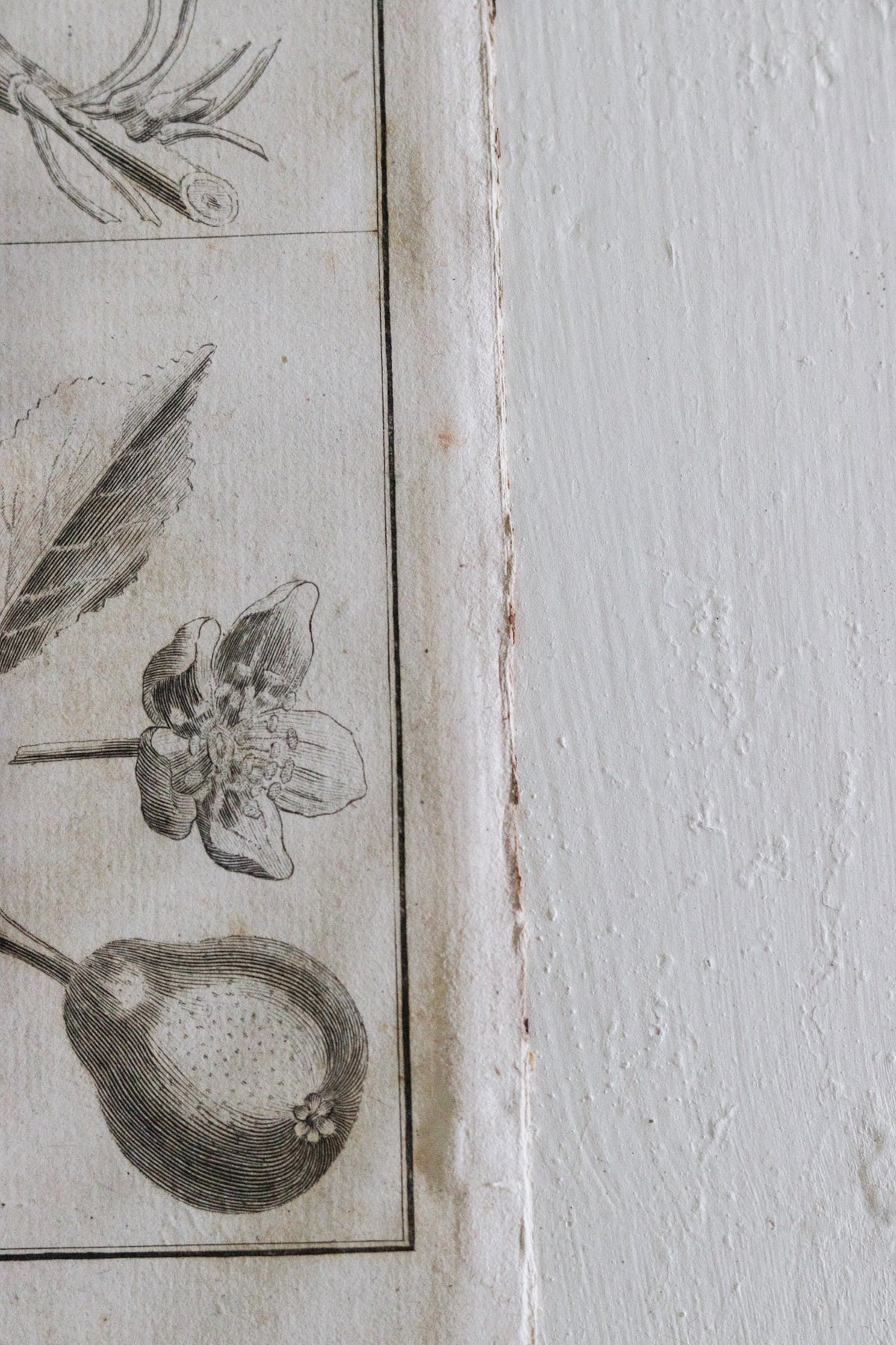 Antique French Pear Print c.1918