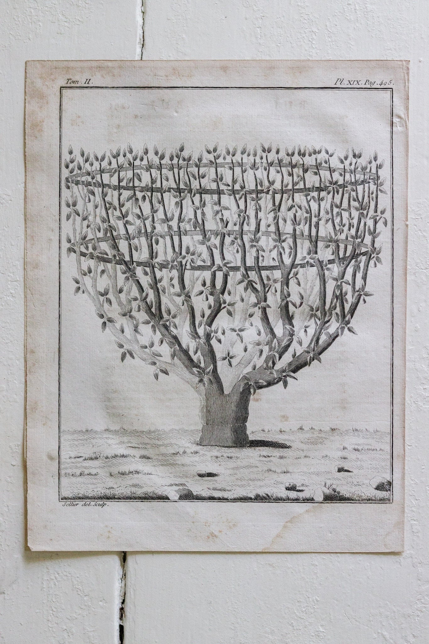 Antique French Horticulture Print No.1