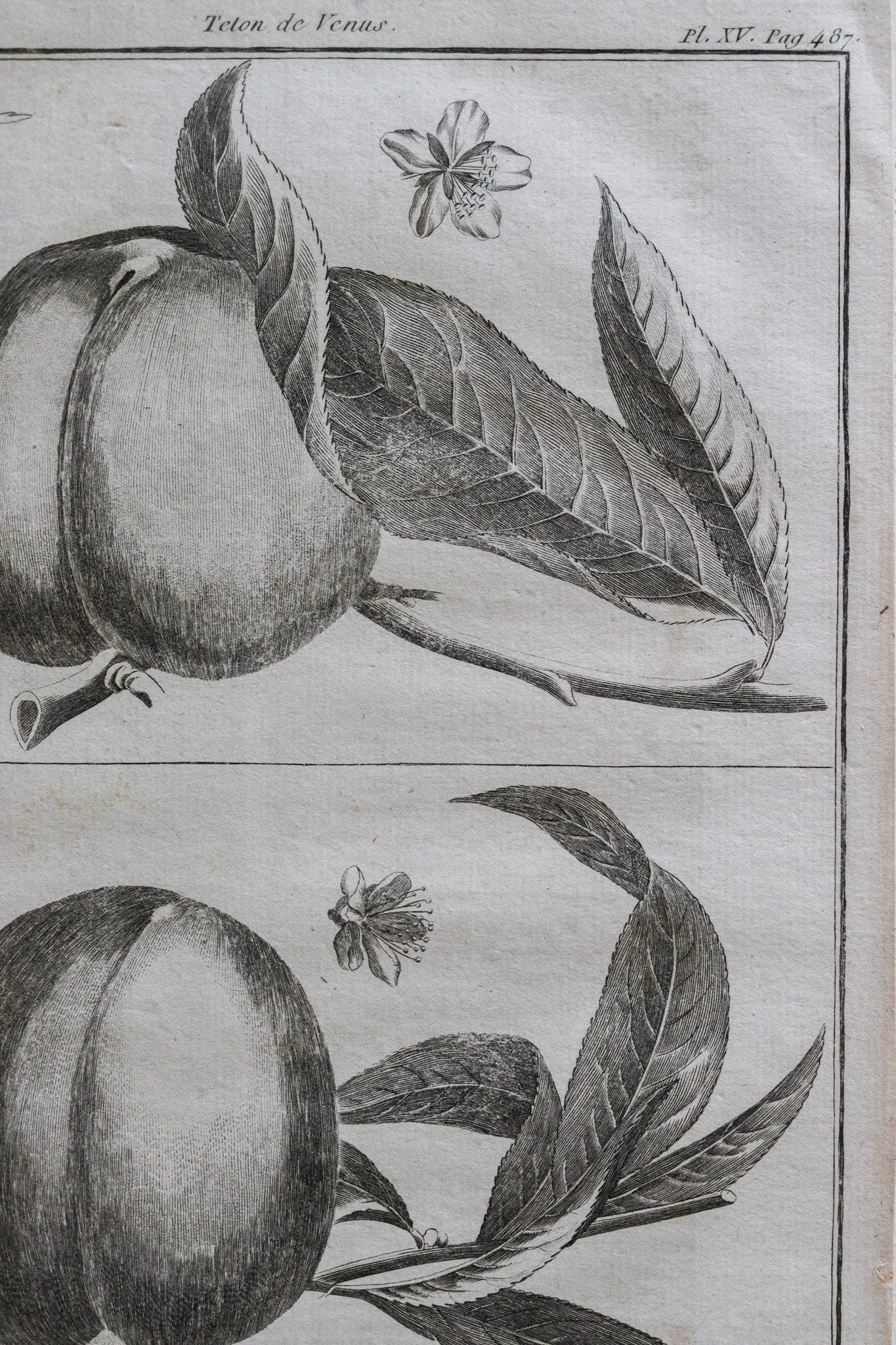 Antique French Fruit Print No.3