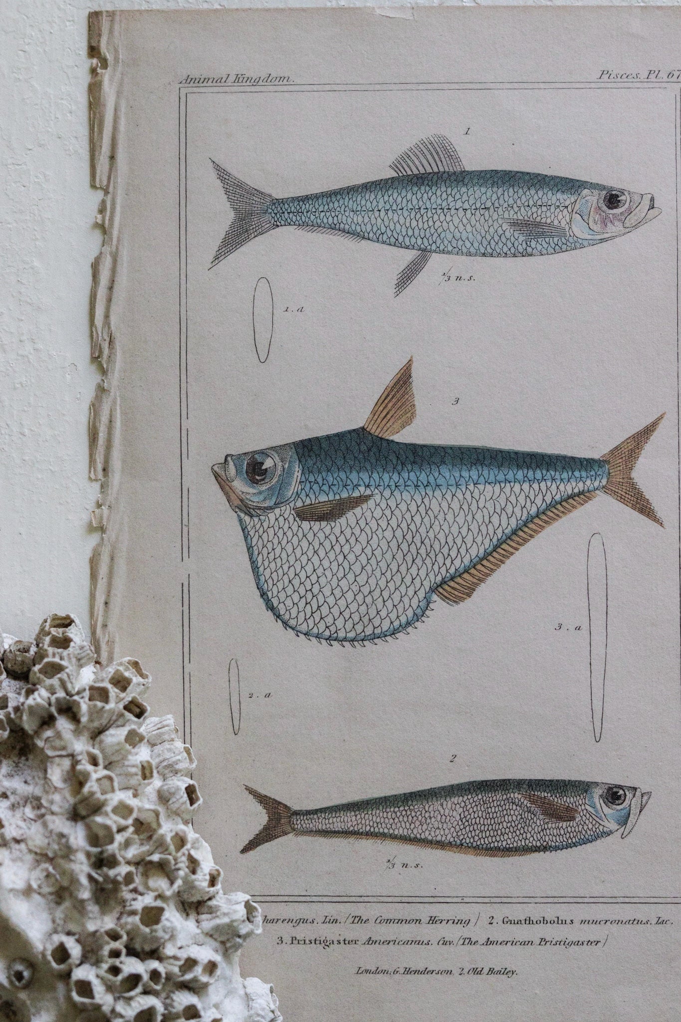 Antique Fish Print No.3