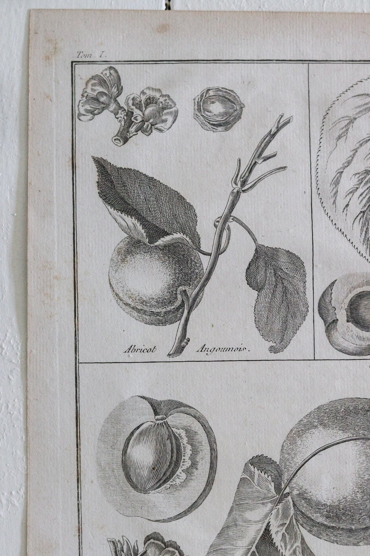 Antique French Apricot Print c.1918