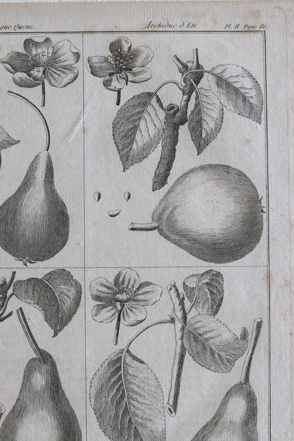 Antique French Pear Print c.1918