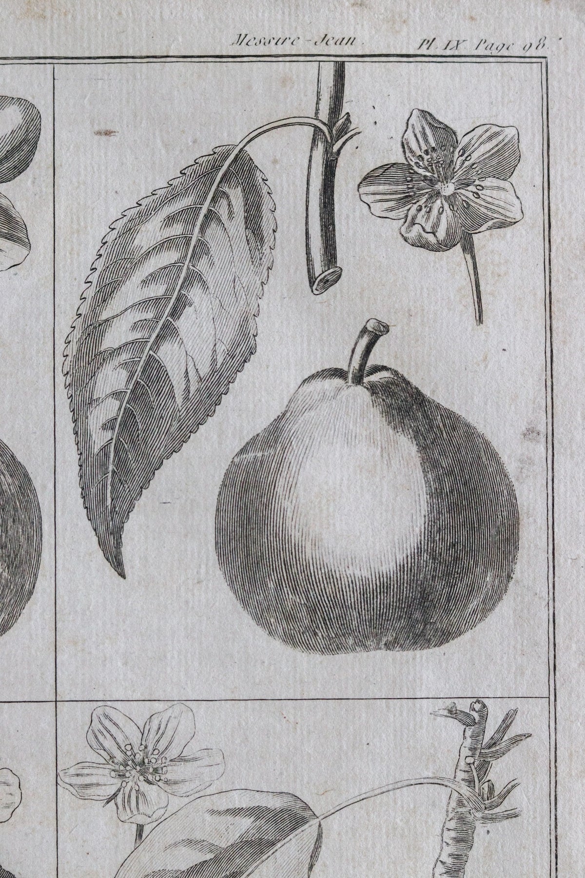 Antique French Pear Print c.1918
