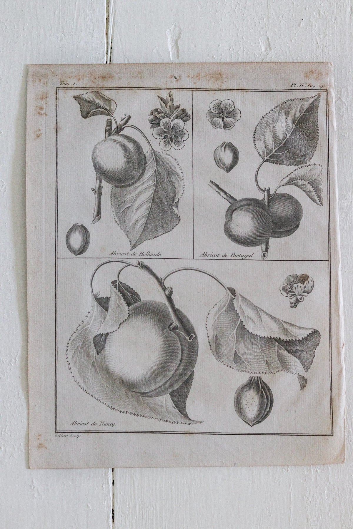 Antique French Apricot Print c.1918