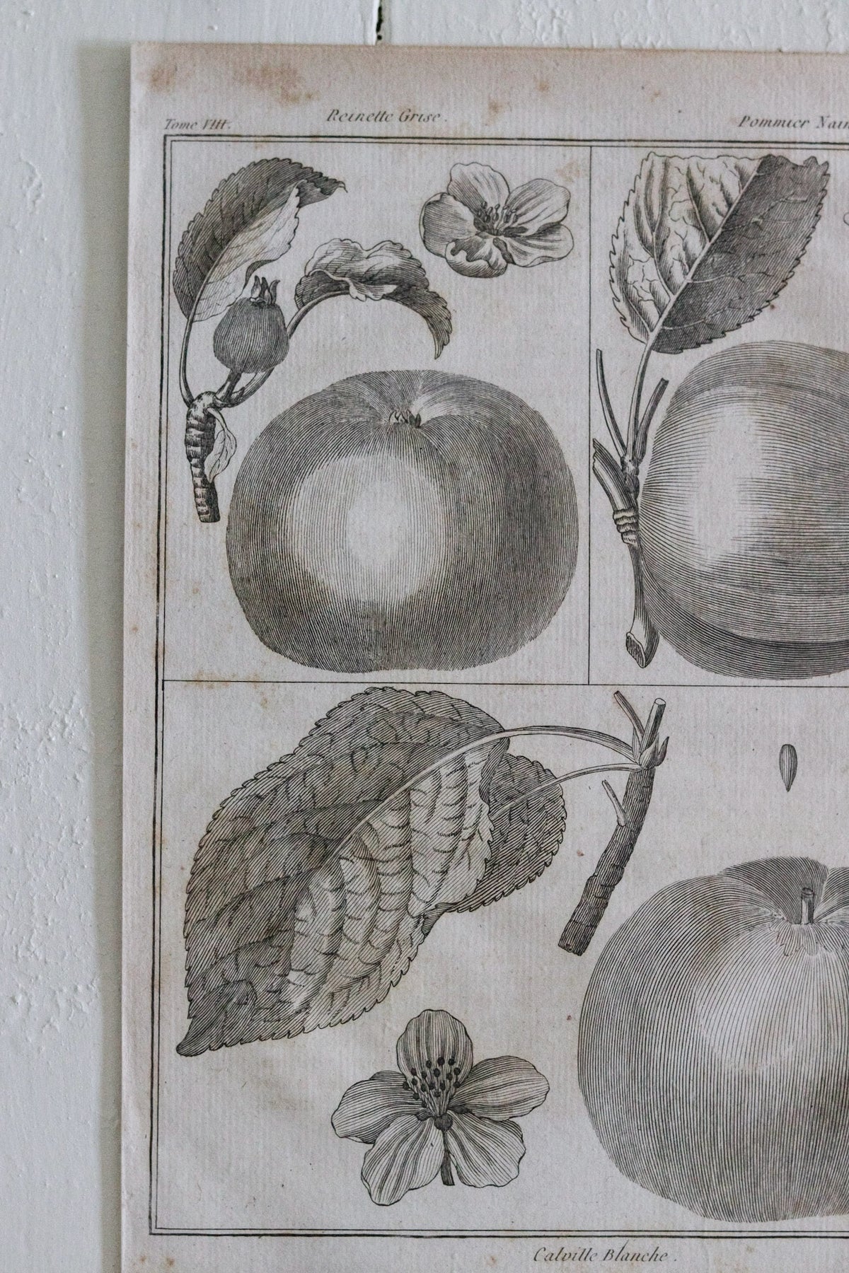 Antique French Apple Print c.1918