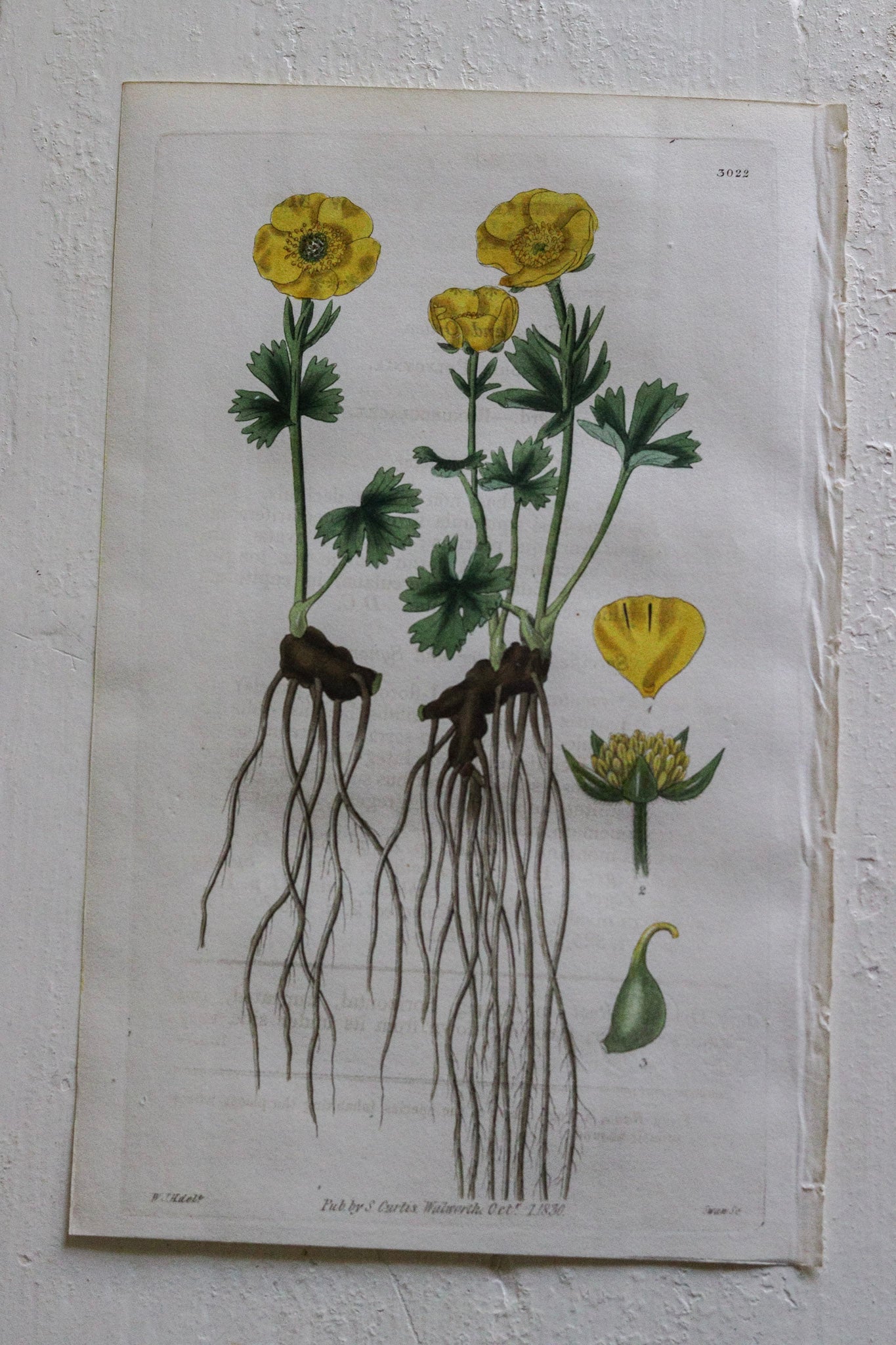 Antique Floral Prints - Set of Two