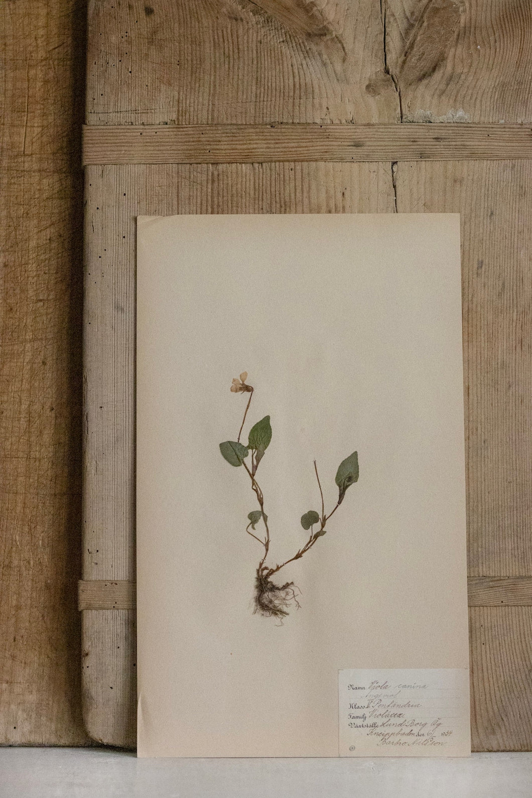 Swedish Herbarium - Dated 1936