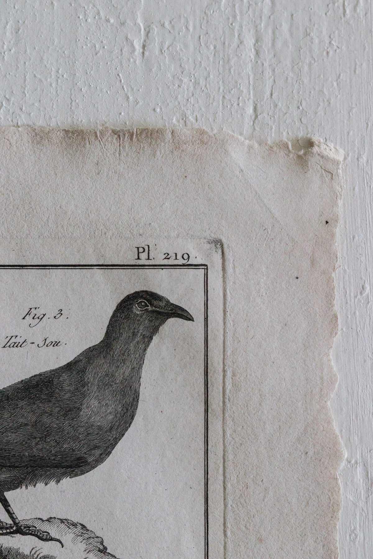 Antique Bird Engraving c.1790