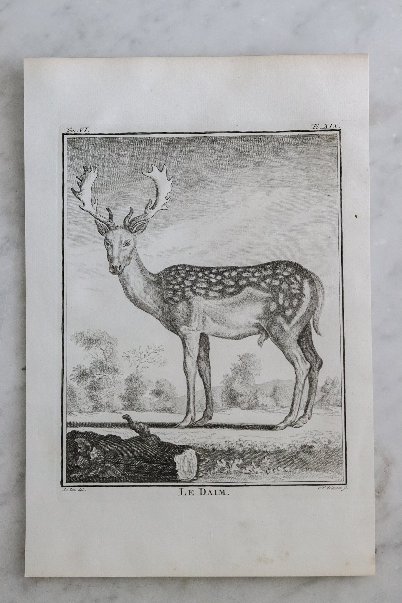 Antique French Deer Engraving