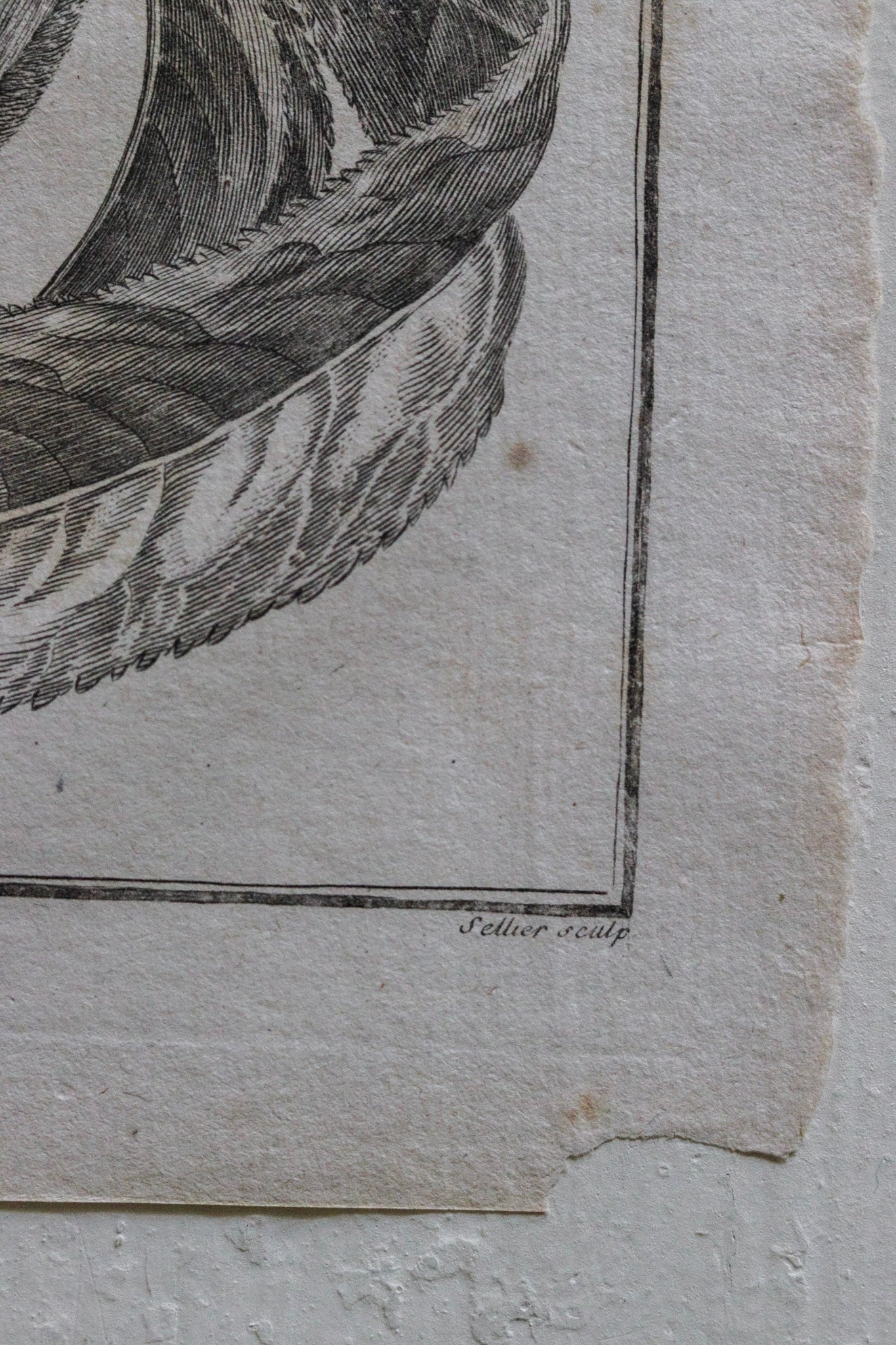 Antique French Peach Print No.3