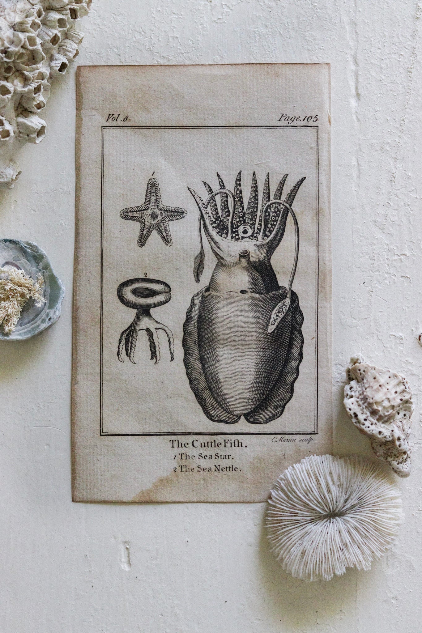 Antique Fish Print No.4