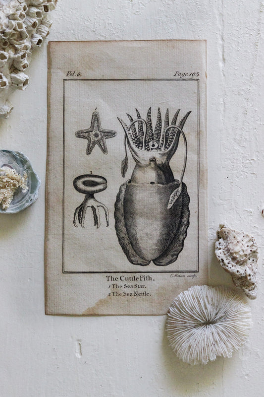 Antique Fish Print No.4
